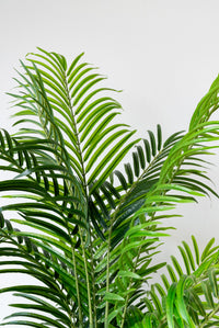 220cm Artificial Palm Tree