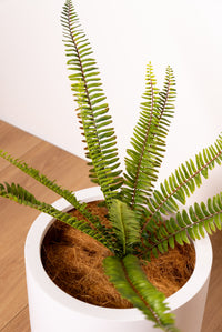 Artificial Fern