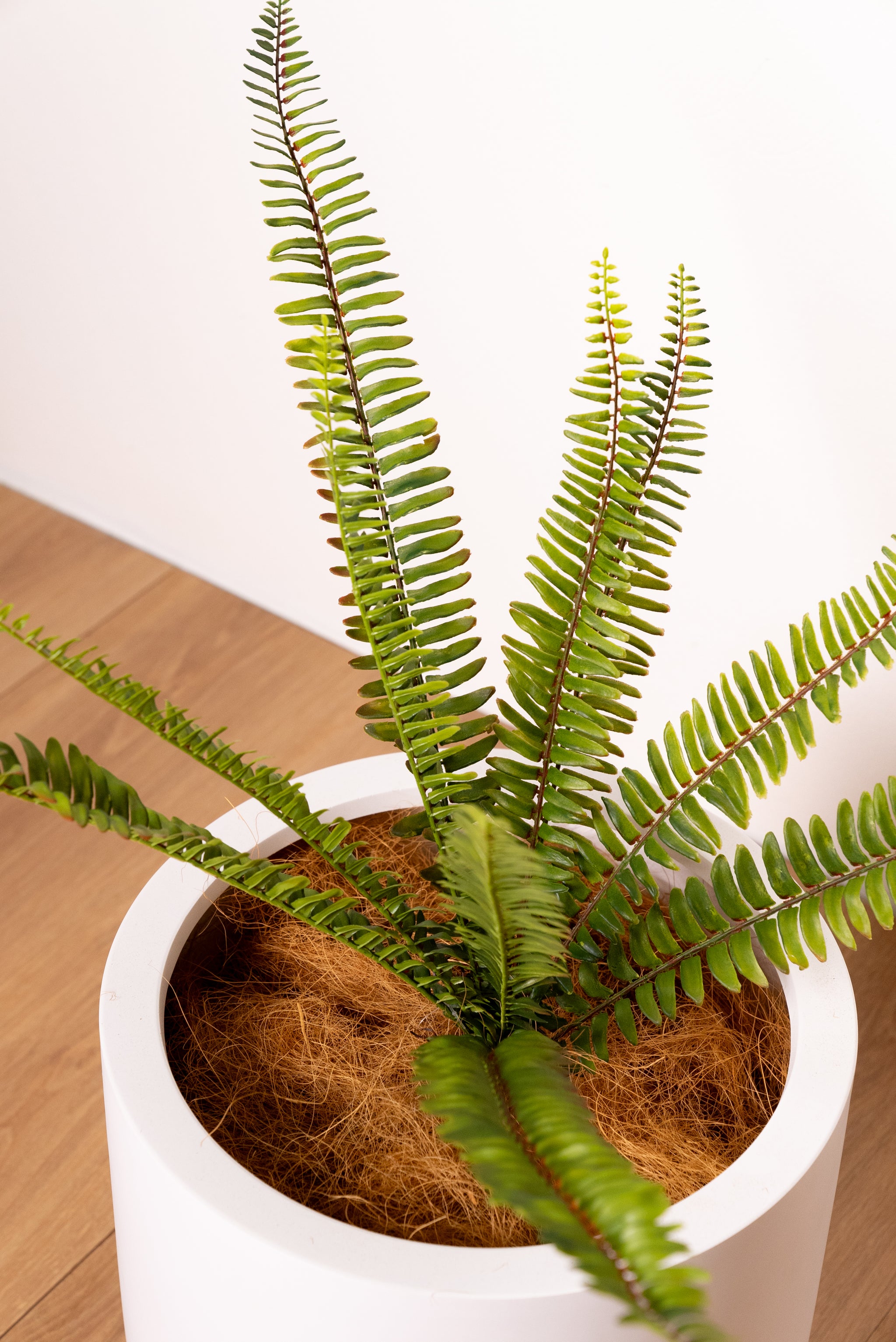 Artificial Fern