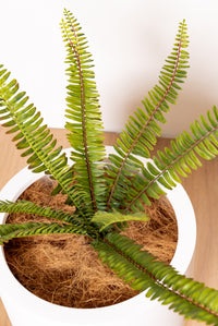 Artificial Fern