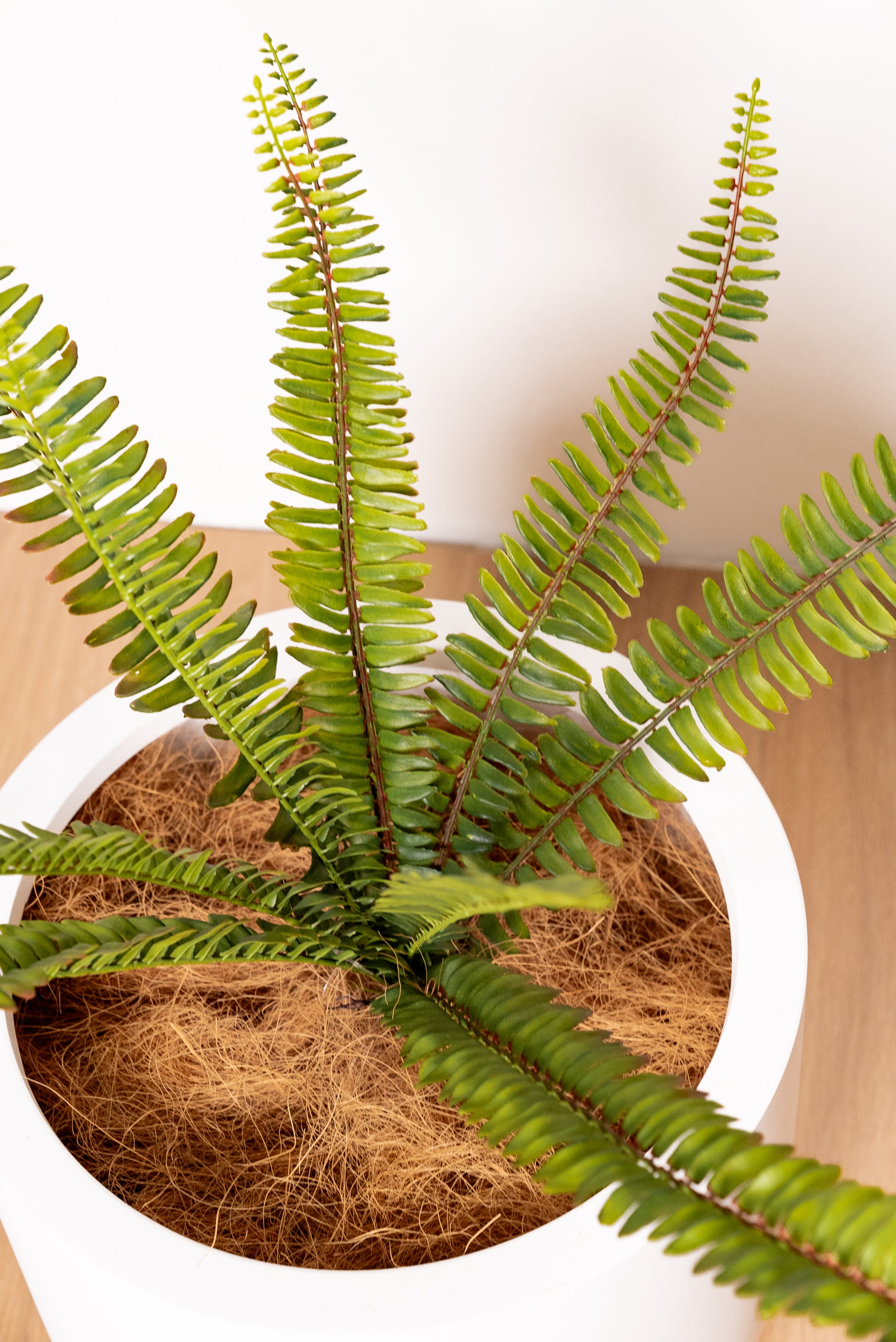 Artificial Fern