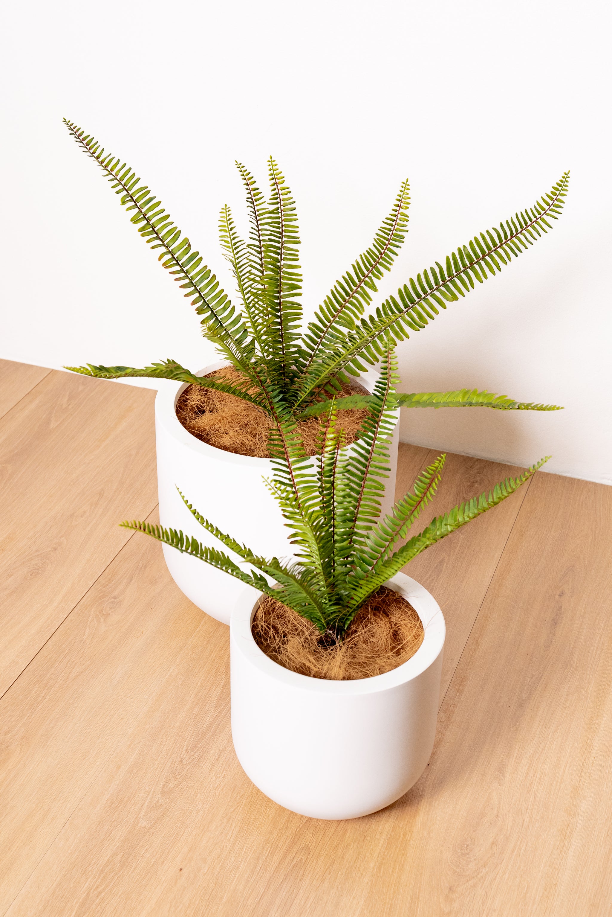 Artificial Fern