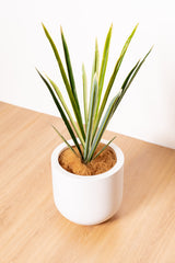 64cm Artificial Cordyline