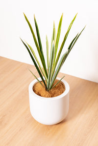 64cm Artificial Cordyline