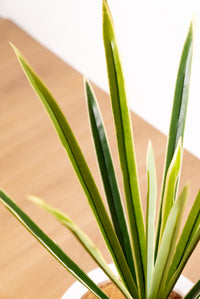 64cm Artificial Cordyline