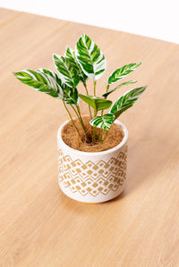 28cm Artificial Chinese Evergreen