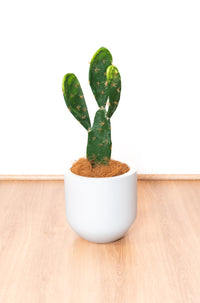 53cm Artificial Prickly Pear