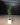 160cm Artificial Yucca