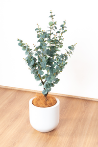 150cm Artificial Eucalyptus Tree