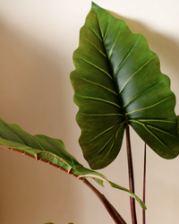 Minimal studio bundle