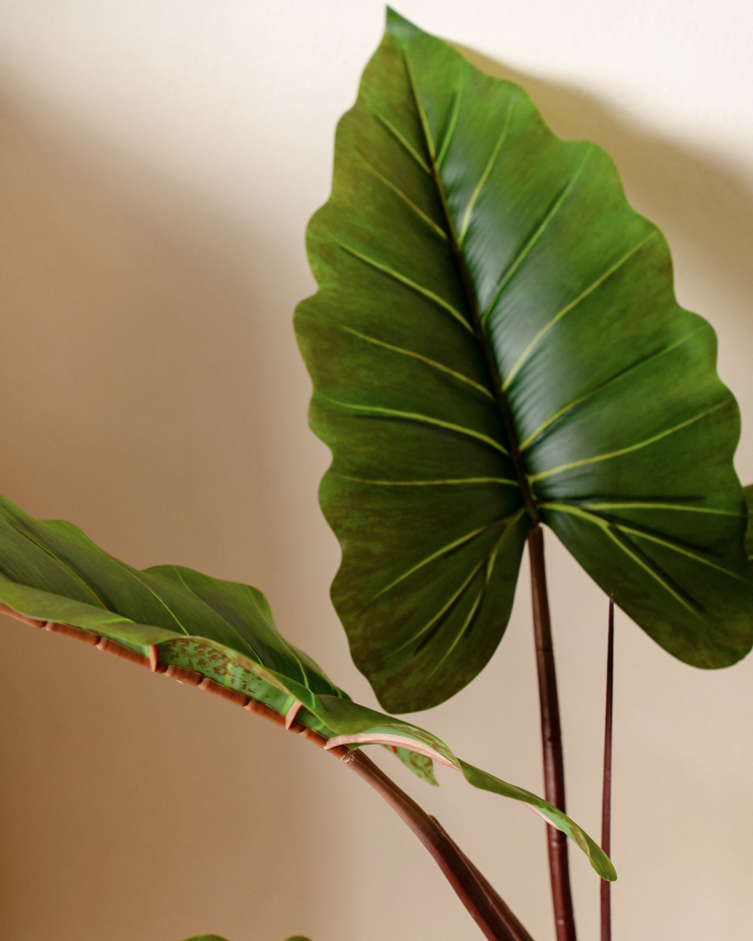 Minimal studio bundle