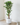 150cm Potted Artificial Ficus Tree