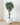 150cm Potted Artificial Olive Tree