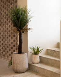 155cm Artificial Yucca