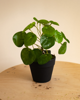 20cm Artificial Chinese Money Plant