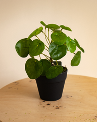 20cm Artificial Chinese Money Plant