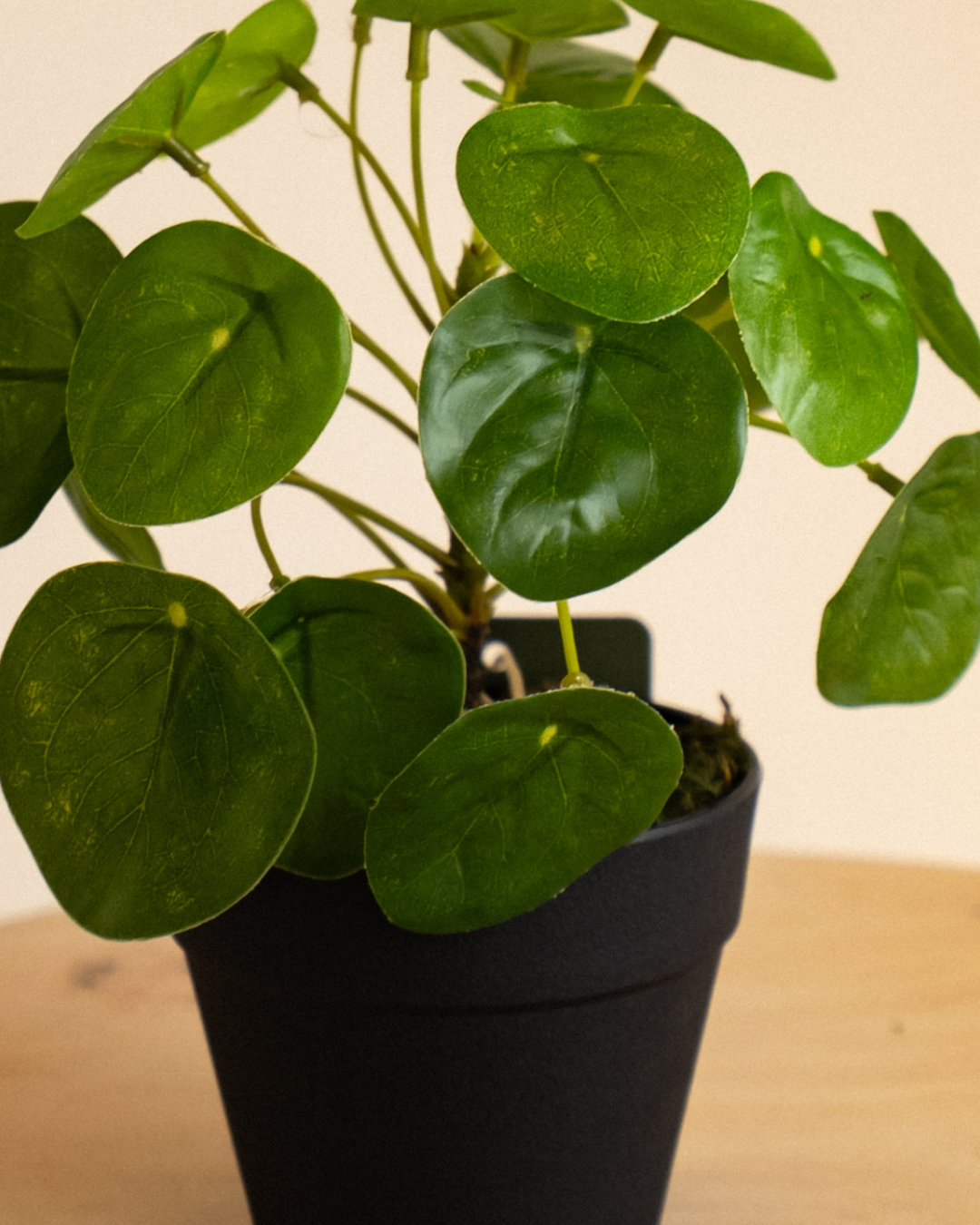 20cm Artificial Chinese Money Plant