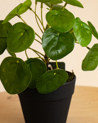 20cm Artificial Chinese Money Plant