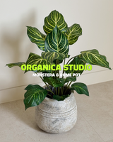 Organica Studio Bundle