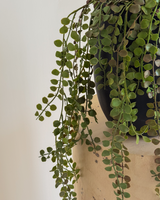 60cm hanging plant
