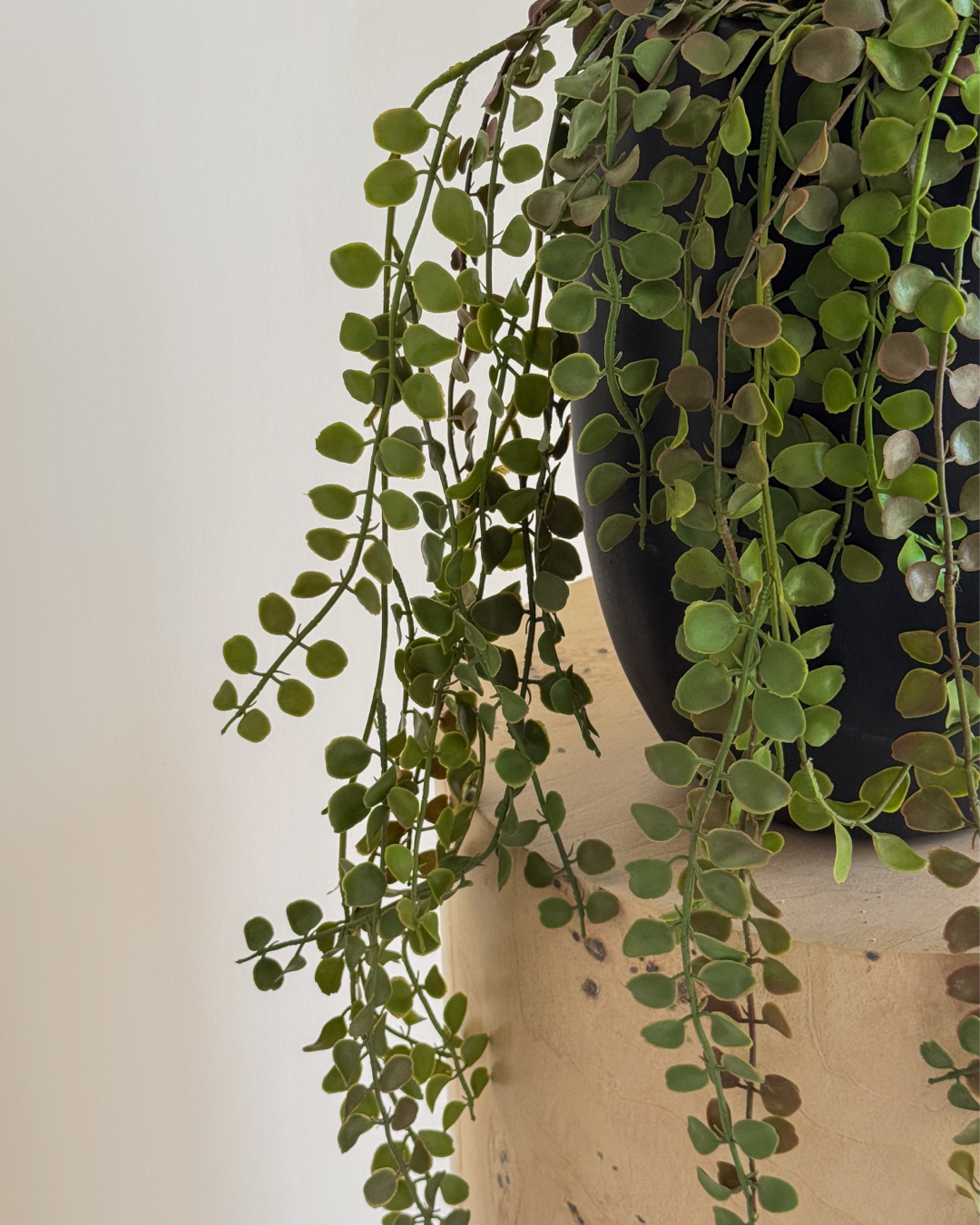 60cm hanging plant