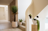 155cm Artificial Yucca
