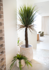 155cm Artificial Yucca