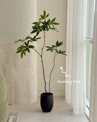Kyoto Money Tree Bundle