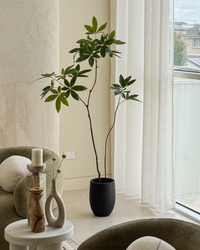 Kyoto Money Tree Bundle