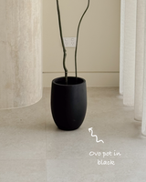 Kyoto Money Tree Bundle