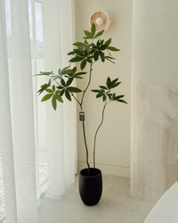 Kyoto Money Tree Bundle