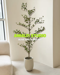 Amalfi Studio Bundle