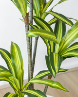 140cm Potted Artificial Dracaena