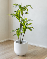 140cm Potted Artificial Dracaena