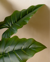 Minimal studio bundle