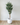 180cm Potted Artificial Olive Tree