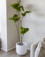 156cm Artificial Fiddle Leaf