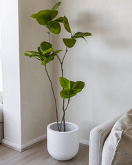156cm Artificial Fiddle Leaf
