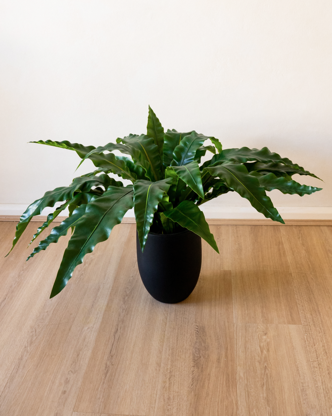 Studio Fern Bundle
