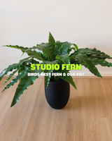 Studio Fern Bundle