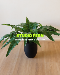 Studio Fern Bundle