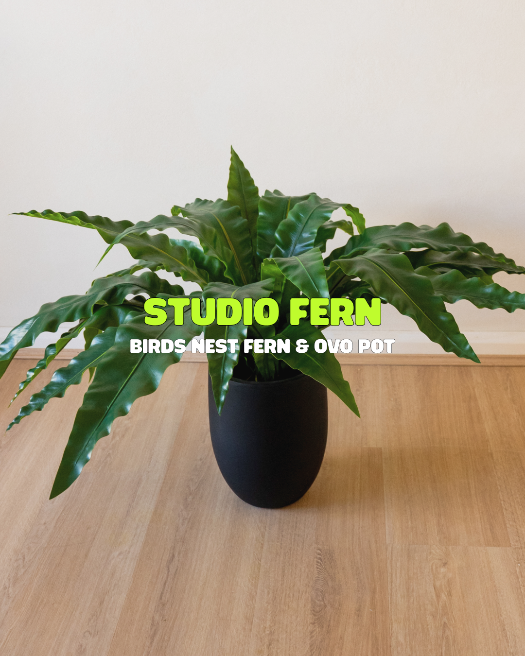 Studio Fern Bundle