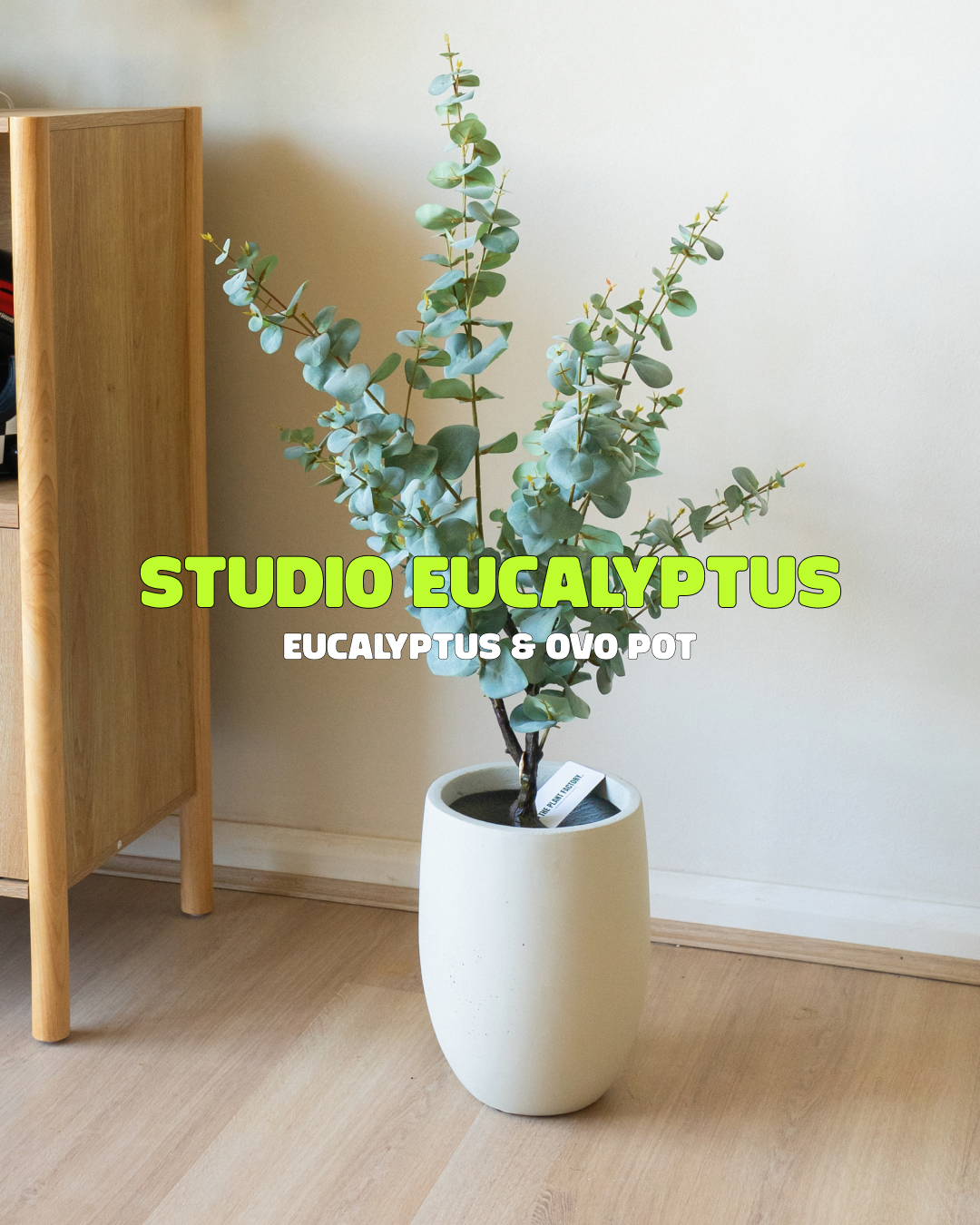 Studio Eucalyptus