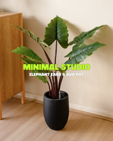Minimal studio bundle