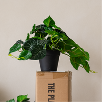 60cm Potted Artificial Pothos