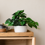 60cm Potted Artificial Pothos