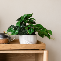 60cm Potted Artificial Pothos