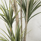 160cm Potted Artificial Dracaena