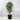 180cm Potted Artificial Ficus Tree