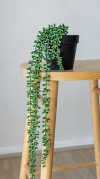45cm Potted Artificial String of Pearls